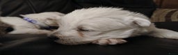 West Highland Terrier dogs for sale: 3 beautiful Westie pups - Advert 7