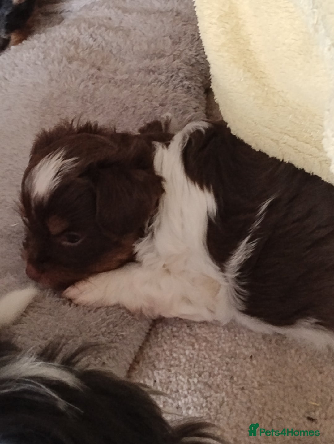 Biewer Terrier dogs for sale: 4 biewer Yorkshire terrier puppies for sale  - Advert 12