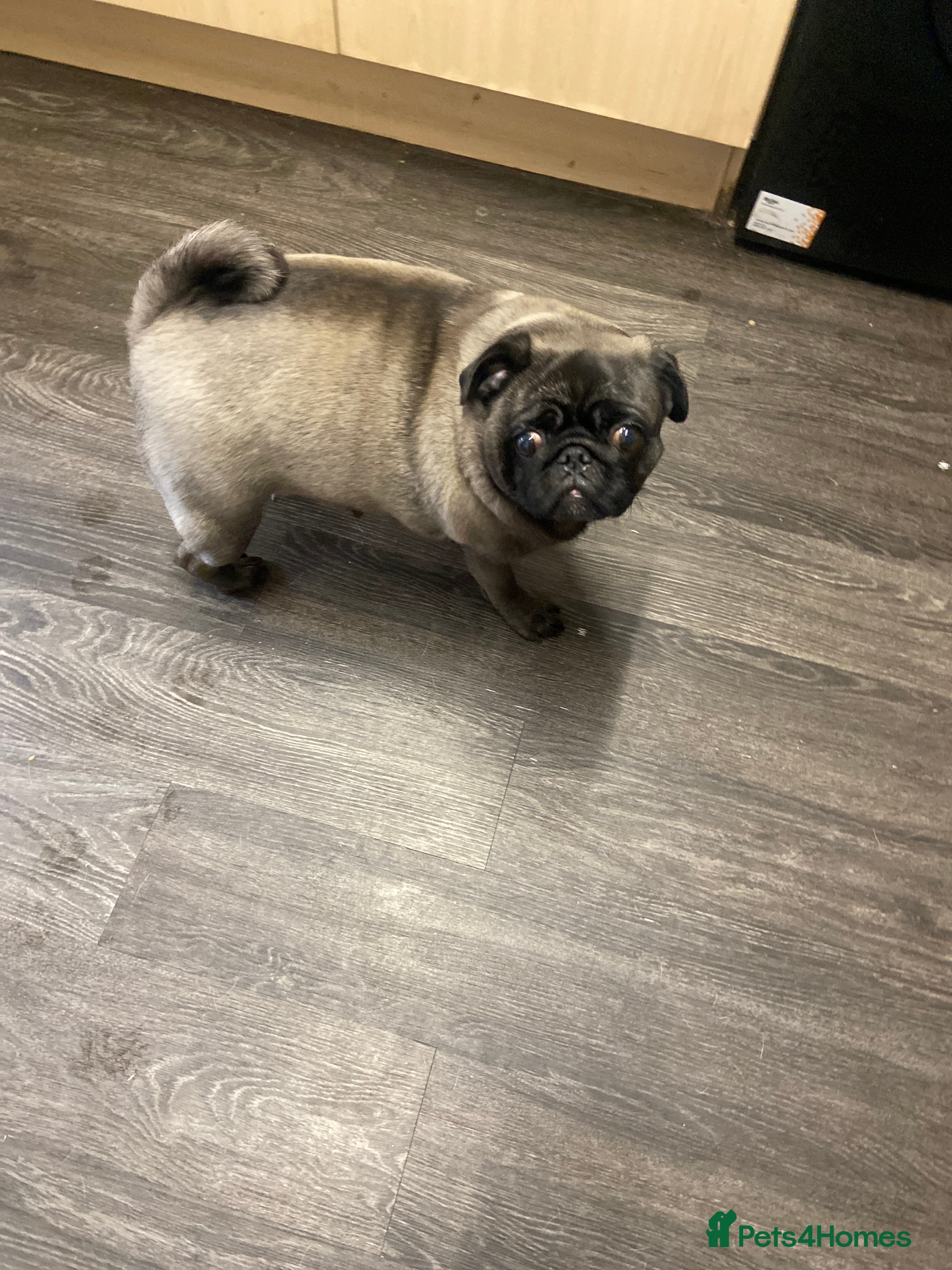 Pug dogs Black girl pug  - Advert 1