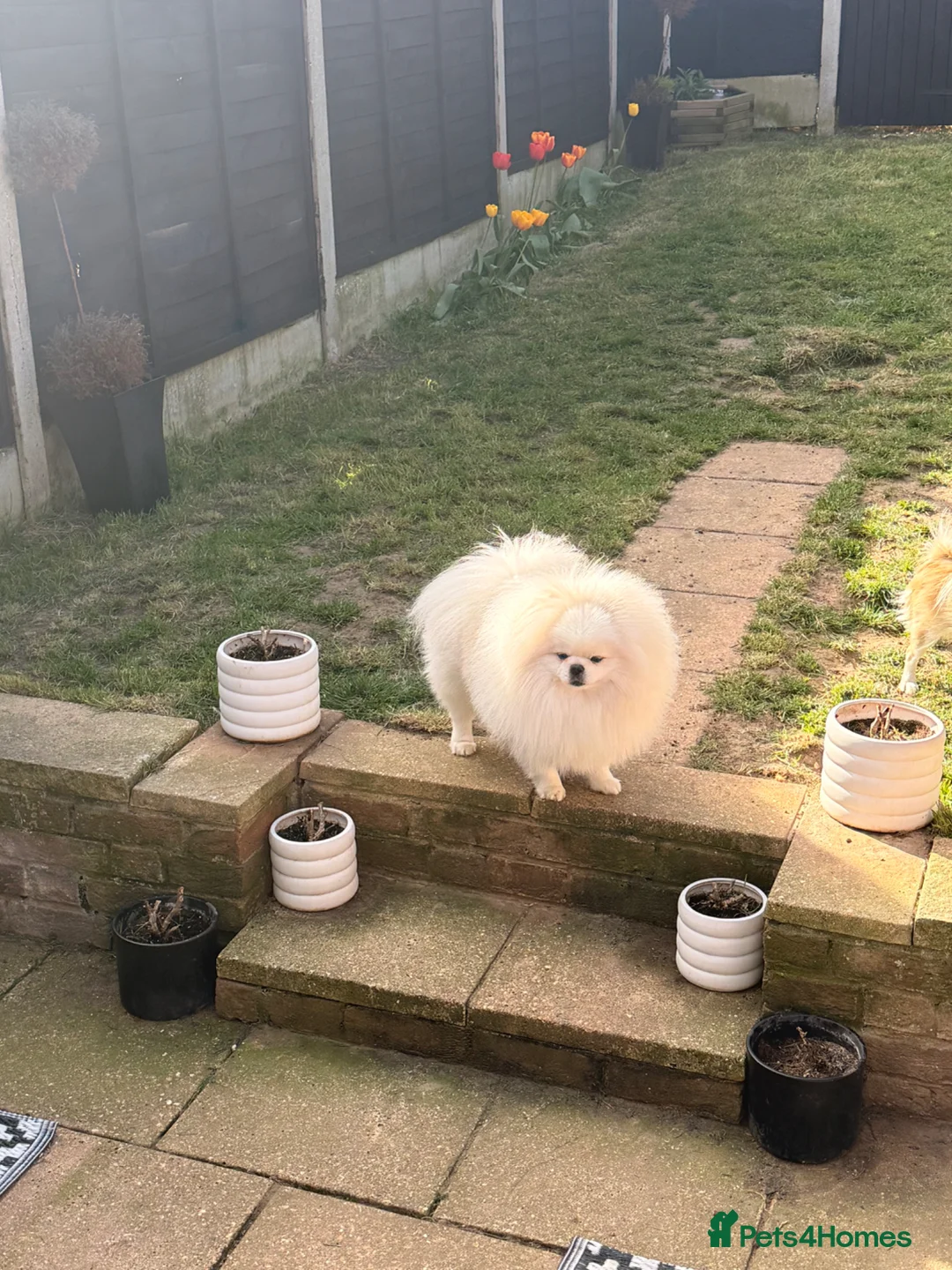 Pomeranian dogs for stud: PROVEN STUD -KC Registered Bear‑Face Pomeranian - Advert 2