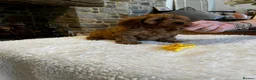 Cavapoo dogs for sale: Gorgeous Red F1 Cavapoo puppies  - Advert 6