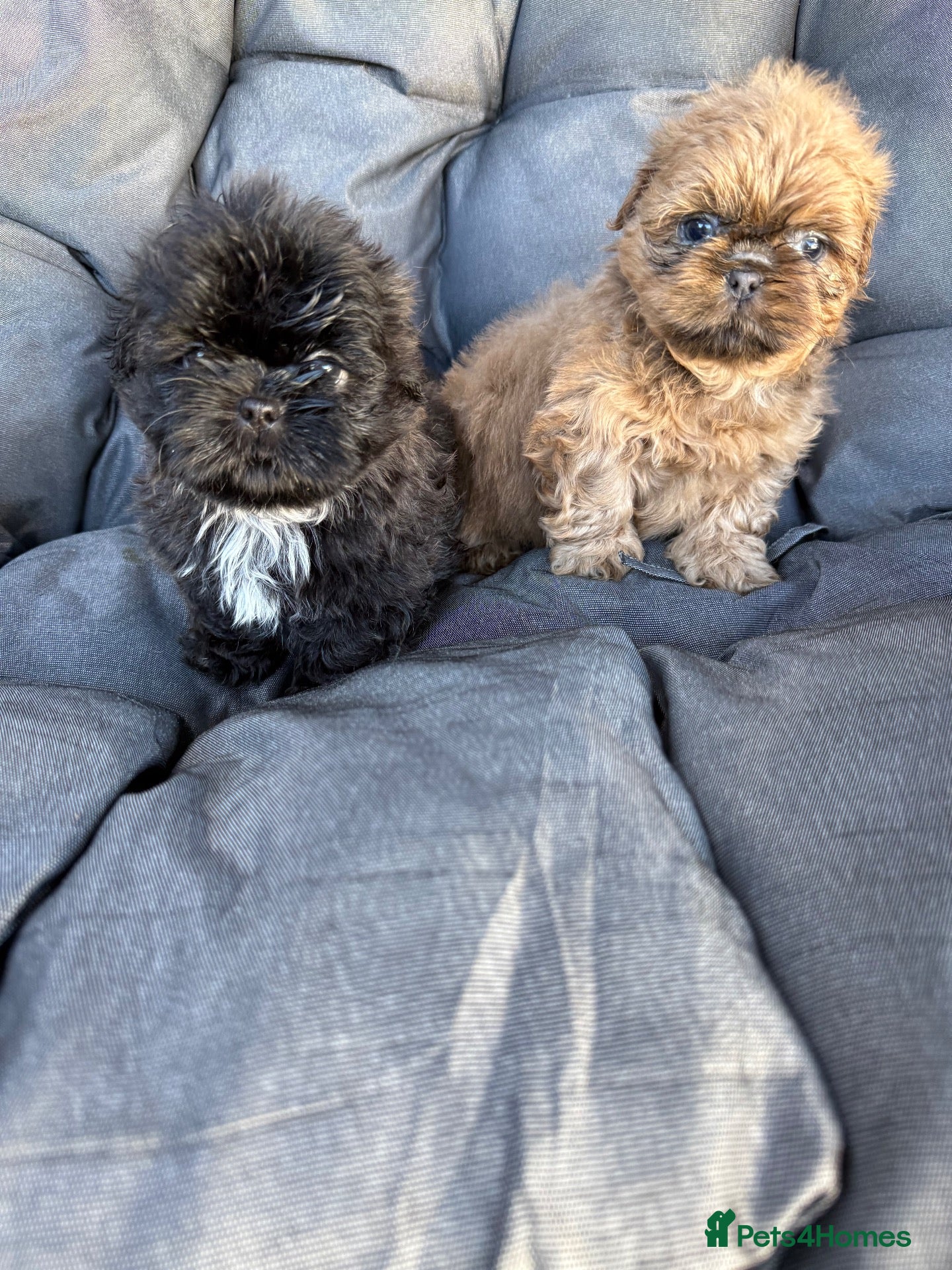 Shih Tzu dogs Stunning imperial Shihtzu BOYS Kc registered  - Advert 1