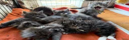 Maine Coon cats for sale: Ready Now: 6 Maine coon Kittens - Advert 14