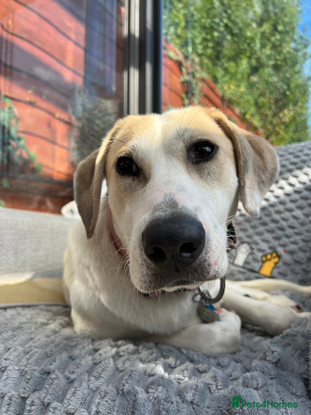 Mixed Breed dogs for adoption:  🧡 Cheeky Becca is Ready for her forever home!  - Image 1