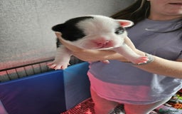 Mixed Breed dogs for sale: Frenchton Pups - Image 7