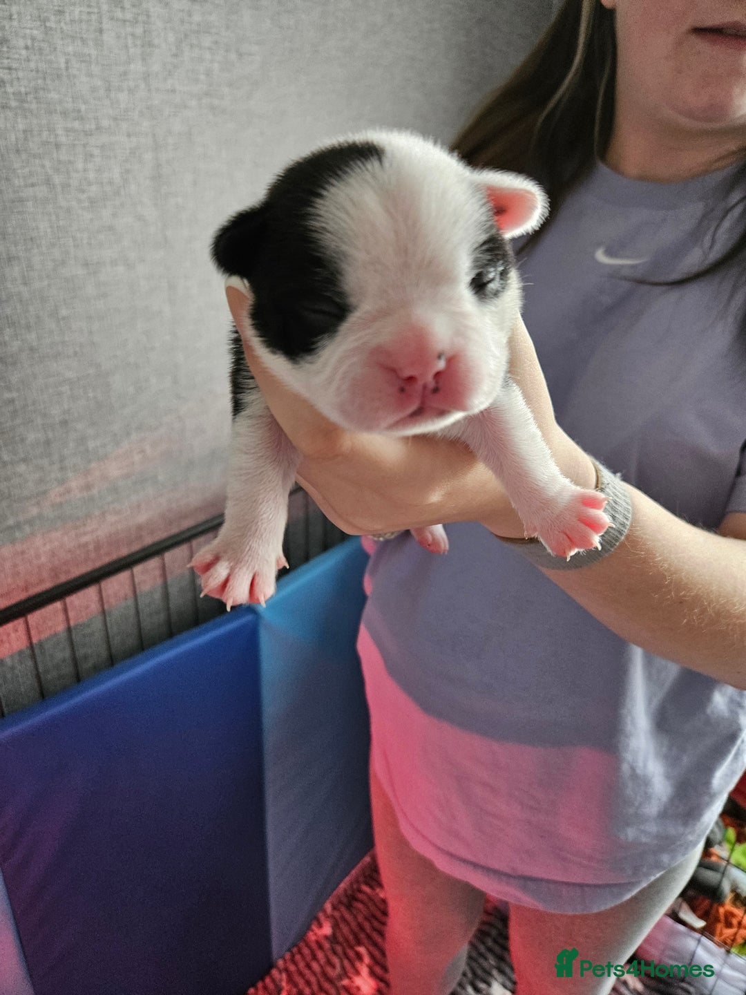 Mixed Breed dogs for sale: Frenchton Pups - Image 7