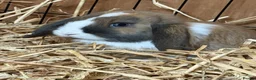 Mini Lop rabbits for sale: Girl Mini lops available  - Advert 1