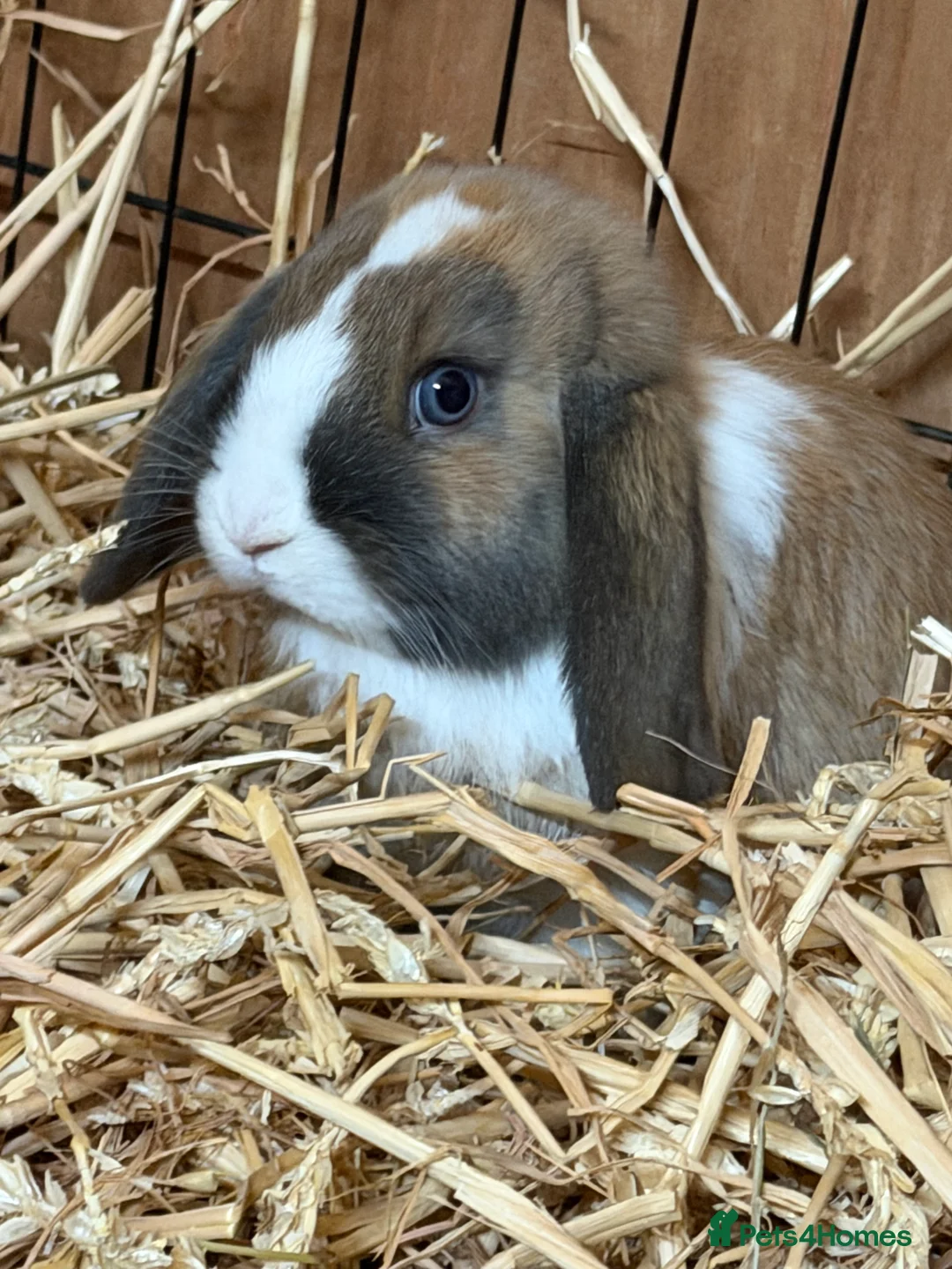 Mini Lop rabbits for sale: Girl Mini lops available  - Advert 1
