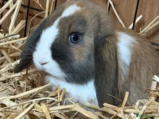 Mini Lop rabbits Girl Mini lops available - Advert 1