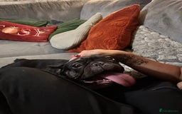 French Bulldog dogs for sale: 6 year old French bulldog  - Image 1