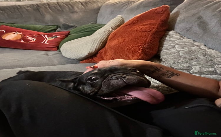 French Bulldog dogs - Advert 1