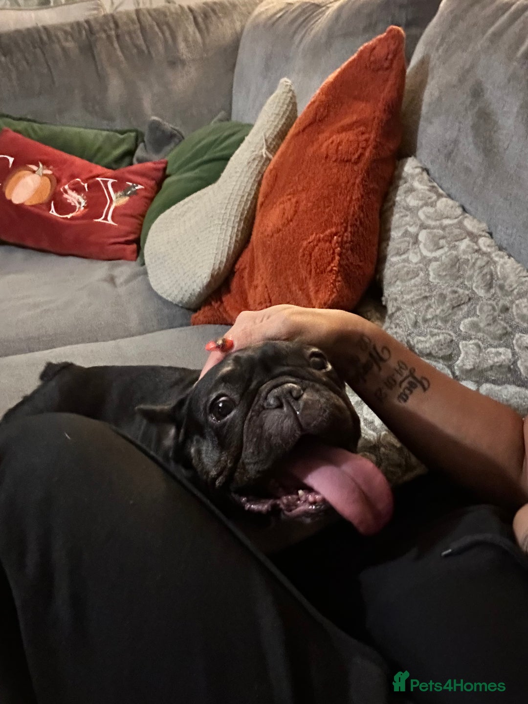French Bulldog dogs for sale: 6 year old French bulldog  - Image 1