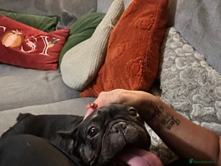 French Bulldog dogs 6 year old French bulldog - Advert 14