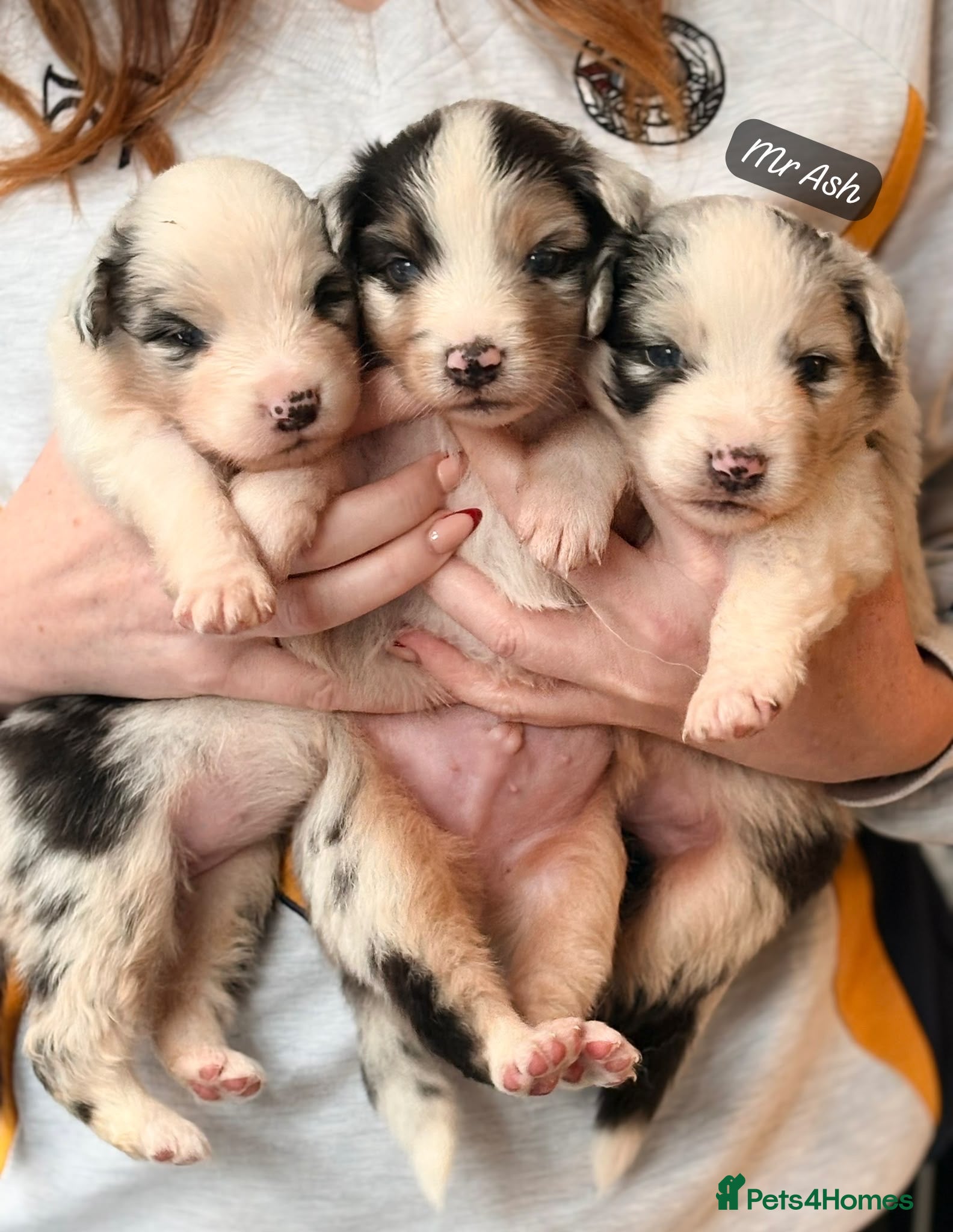 Australian Shepherd dogs Outstanding Merle/Black Tri KC Reg Puppies  - Advert 7