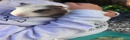 Guinea Pig rodents for sale: Male Guinea pig 2.5 years old in Carmarthen - Advert 2