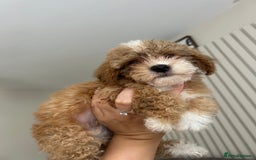Poochon dogs for sale: Poochon  - Image 4