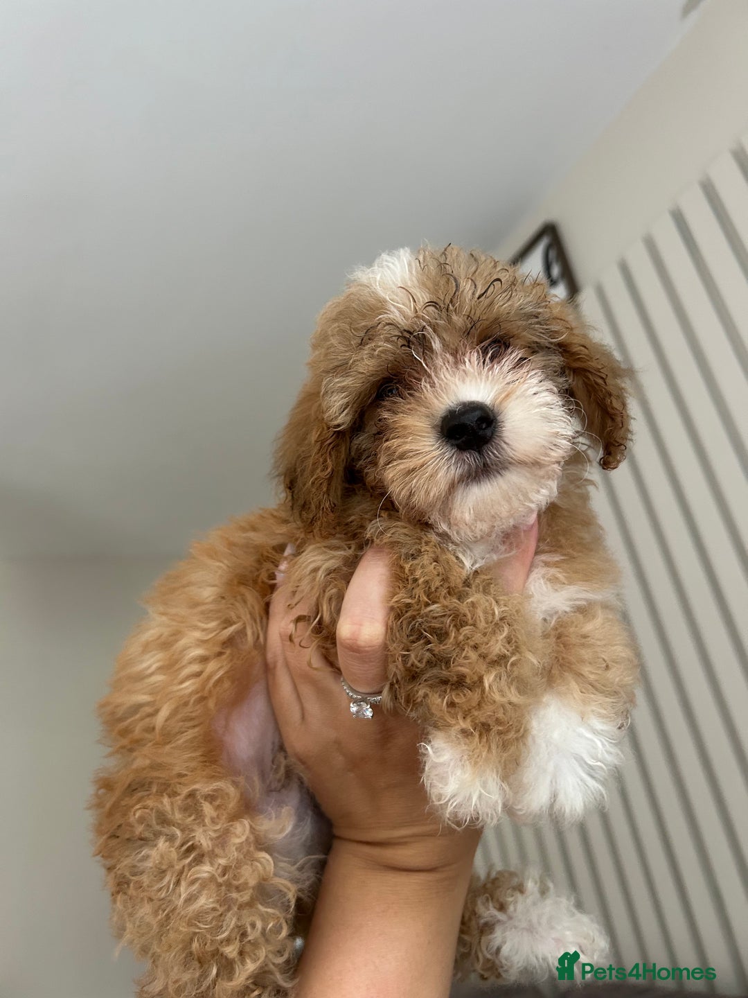 Poochon dogs for sale: Poochon  - Image 4