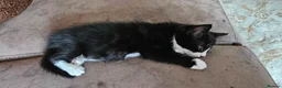 Mixed Breed cats for sale: Stunning Bengal/savannah x domestic shorthair  - Advert 6