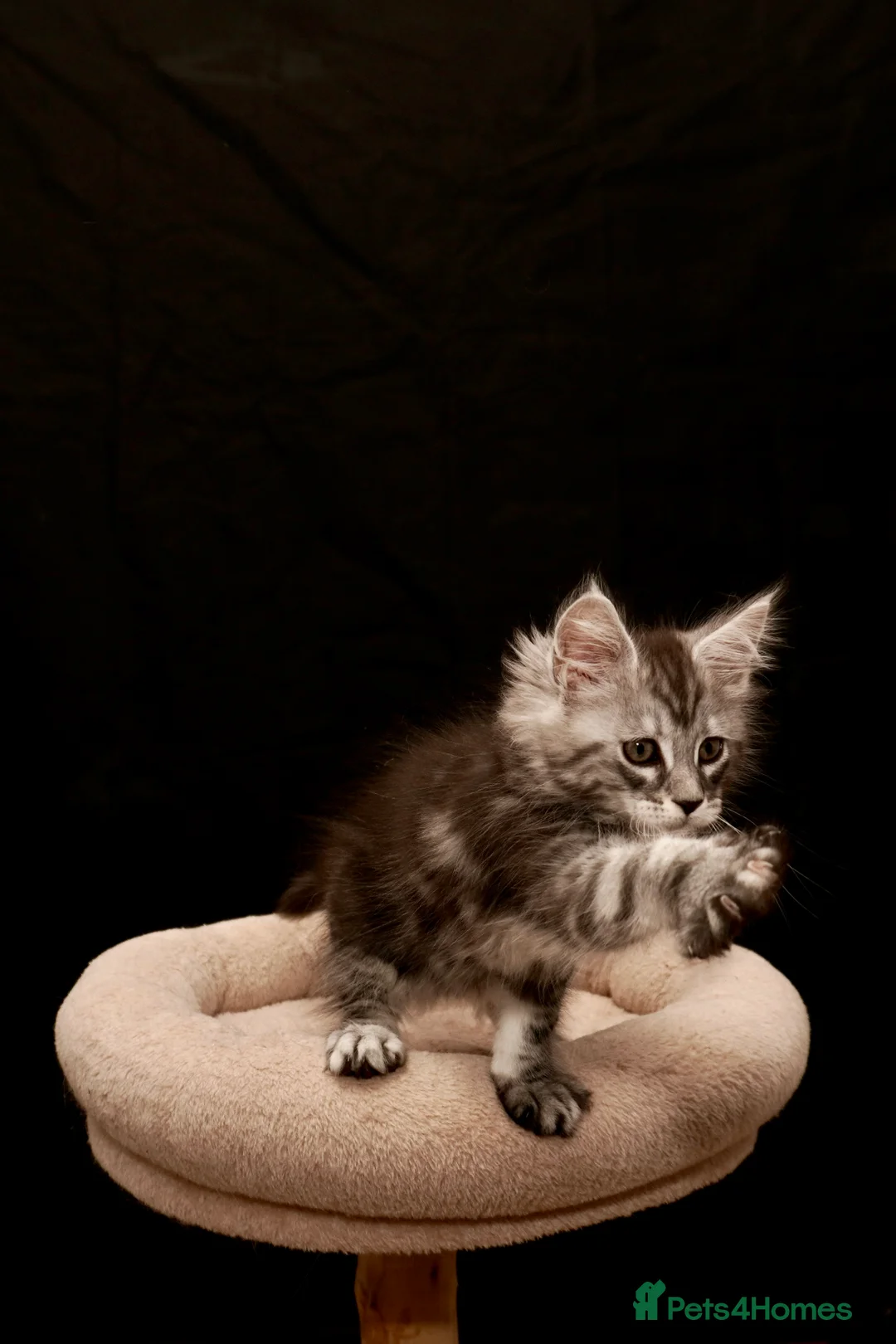 Maine Coon cats for sale: Black Silver classic tabby Mainecoon kittens - Advert 25
