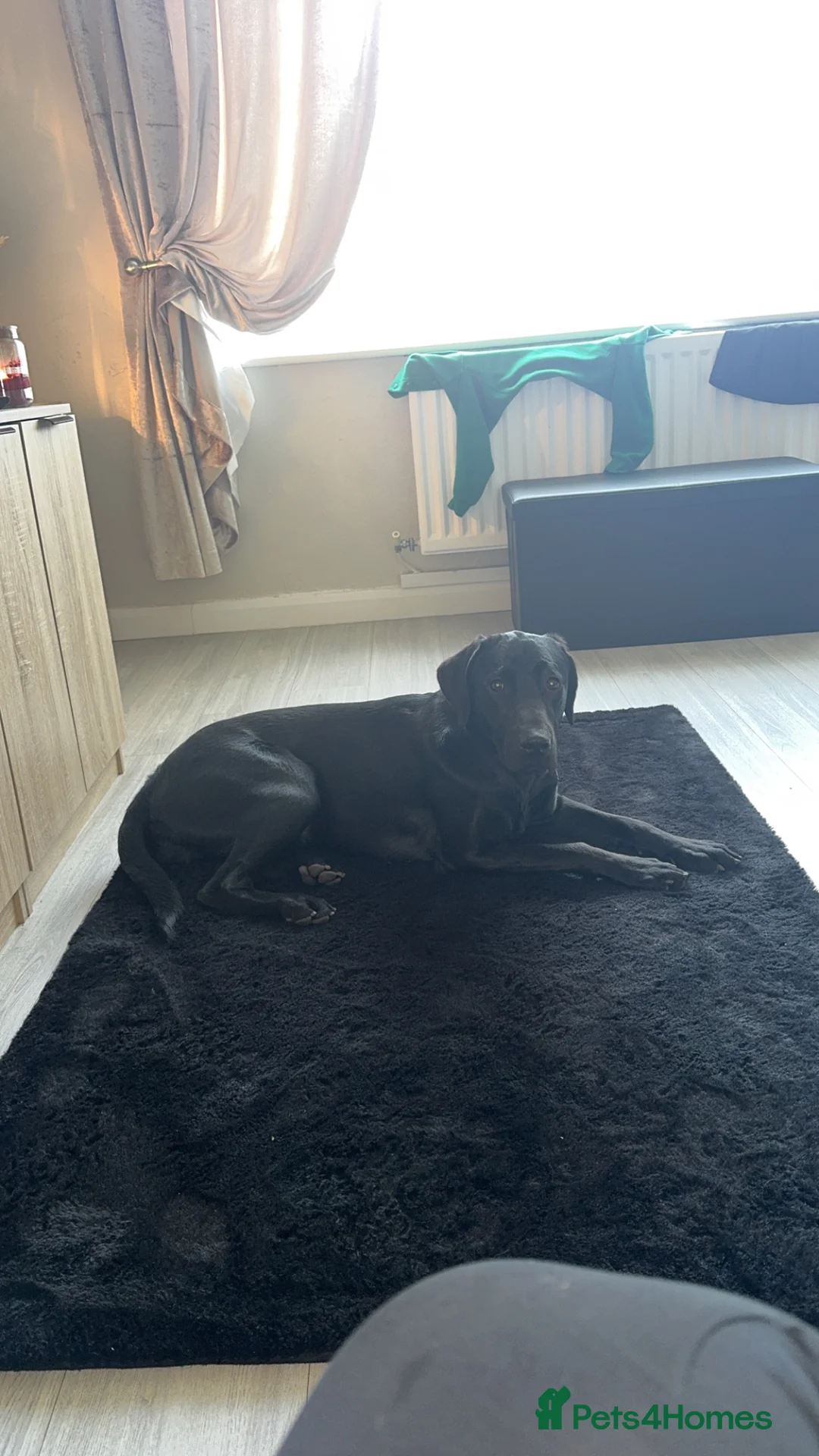 Labradoodle dogs for sale: Labradoodle Puppy in Middlesbrough - Advert 2