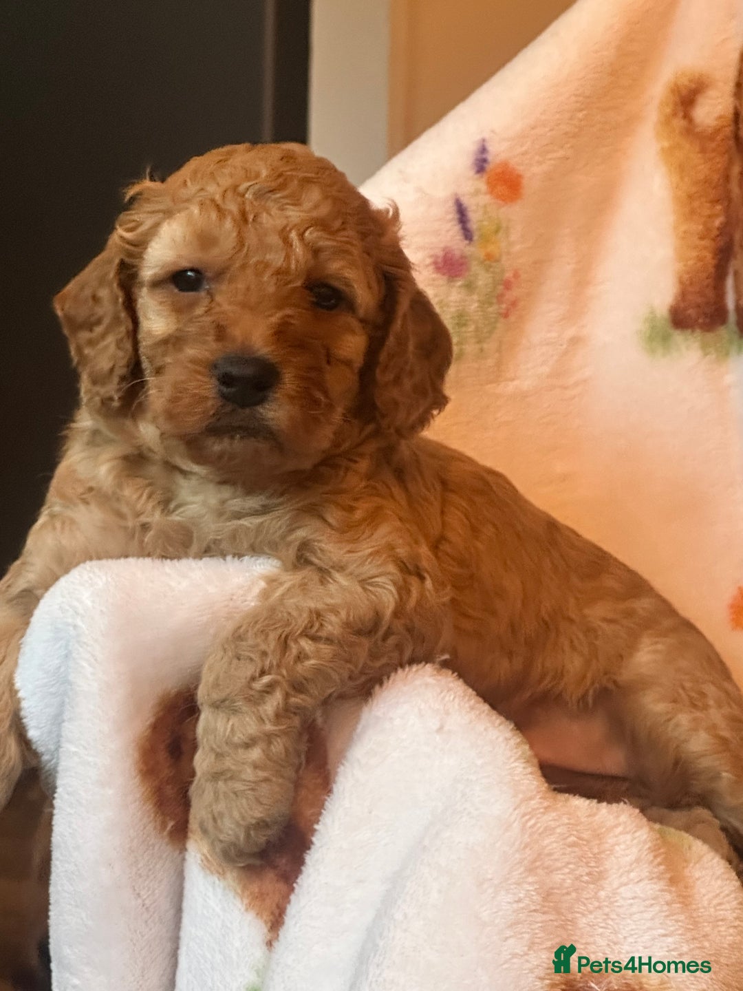 Cockapoo dogs for sale: Cockerpoo FB1 - Image 7