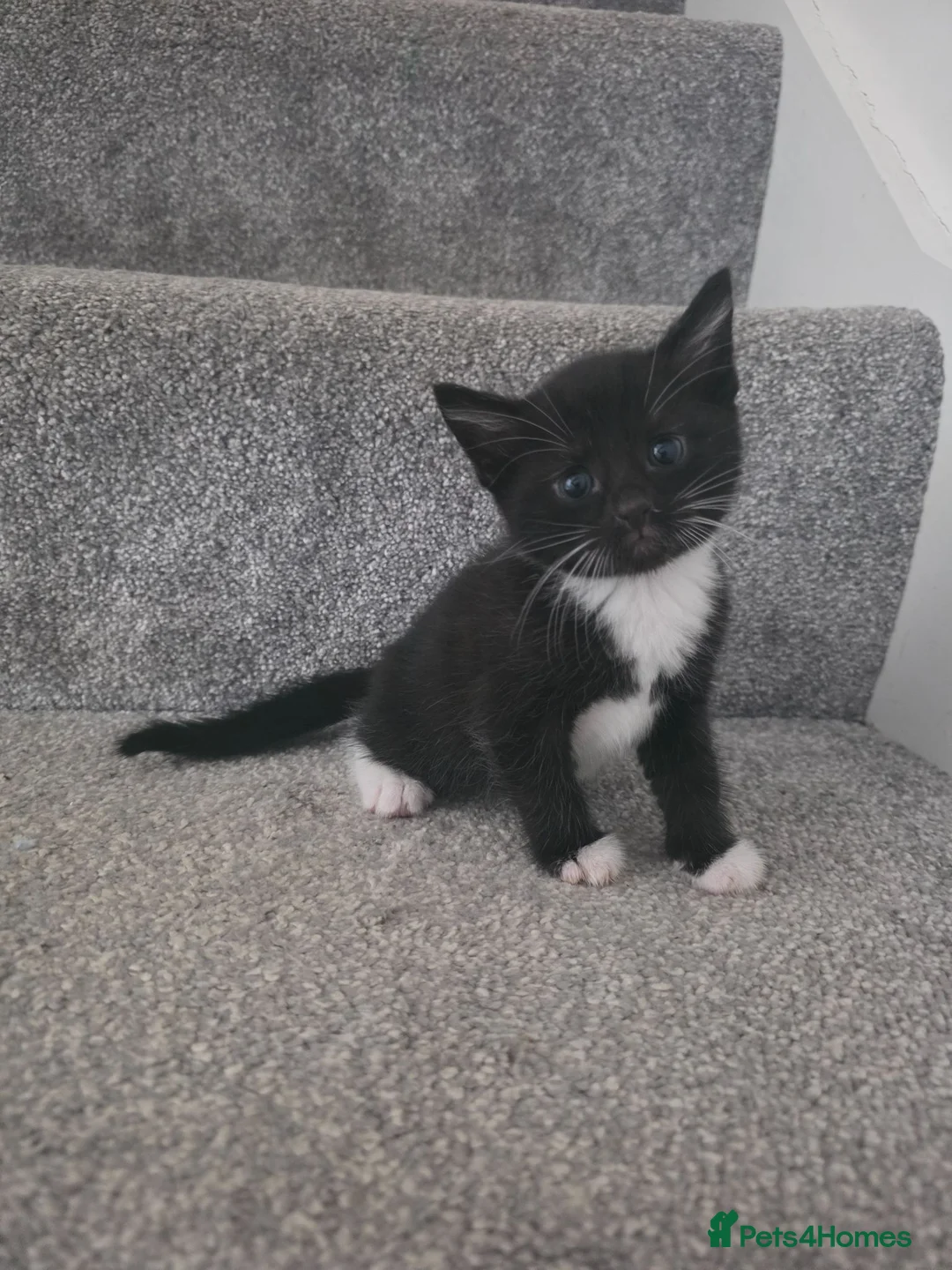 Mixed Breed cats for sale: Kittens for sale in Thirsk - Advert 4