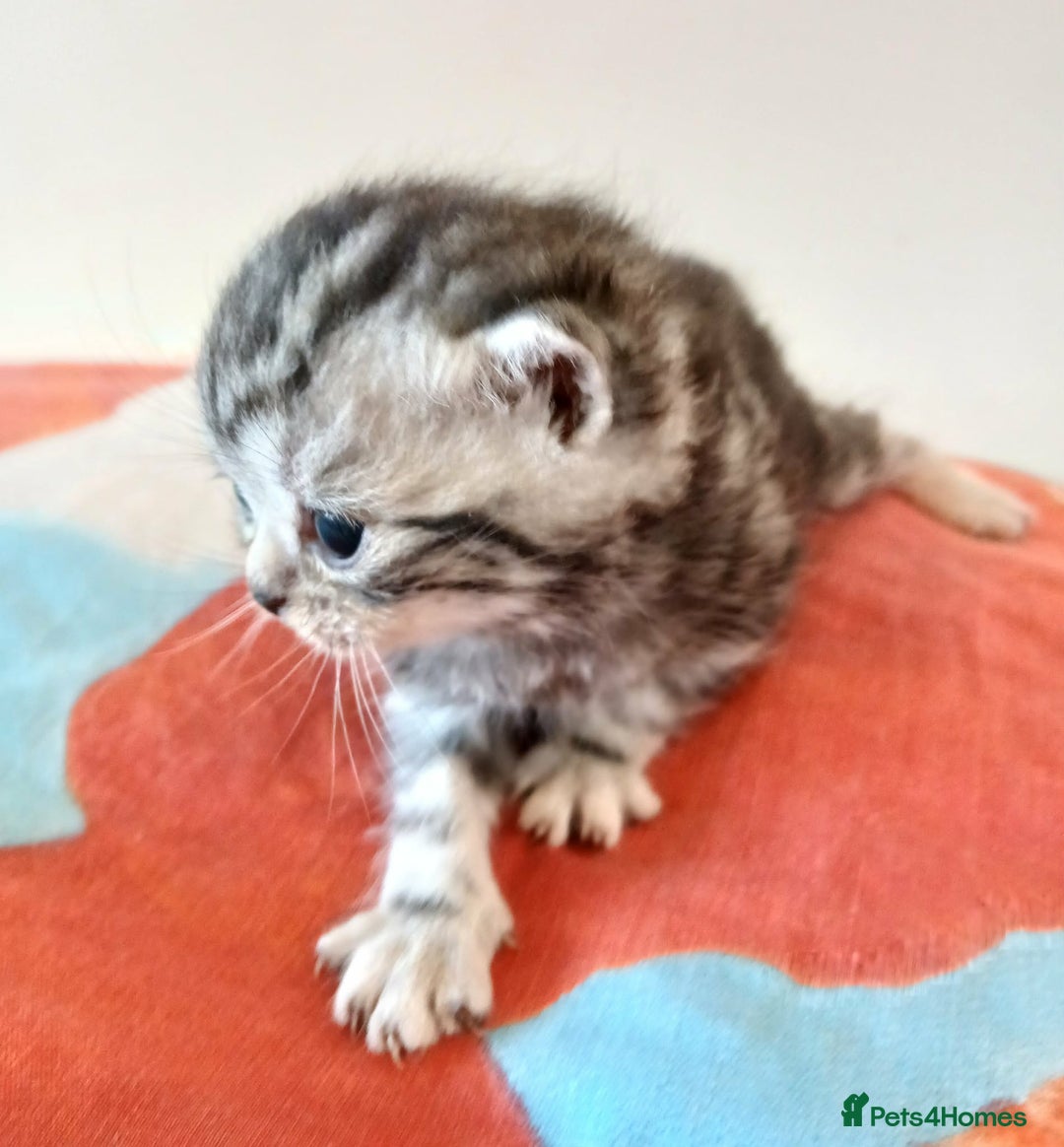 British Shorthair cats for sale: Bsh. Silver Tabby Classic .GCCF . - Advert 23