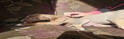 Mixed Breed dogs for sale: Bedlington whippet greyhound  - Advert 8