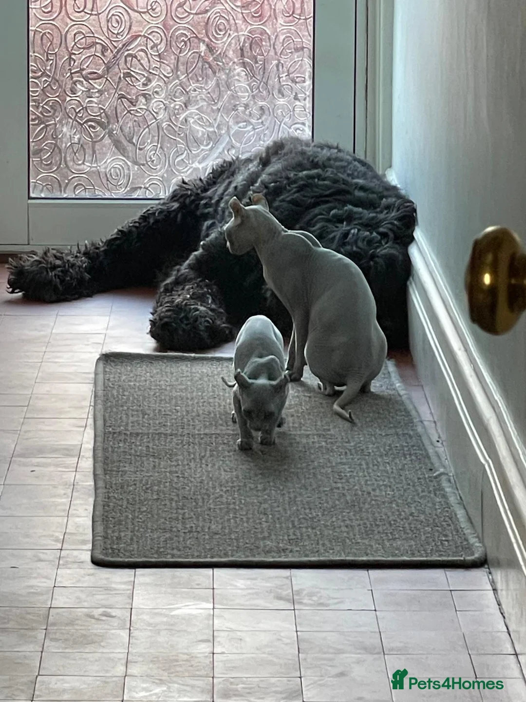 Sphynx cats for sale: Sphynx Elf kittens - Advert 34