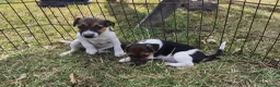 Jack Russell dogs for sale: Jack Russell puppies - Advert 1