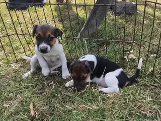 Jack Russell dogs Jack Russell puppies - Advert 6