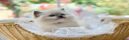 Ragdoll cats for sale: READY TO GO 1 left  (£900) available(TIMEWASTERS)  - Advert 14