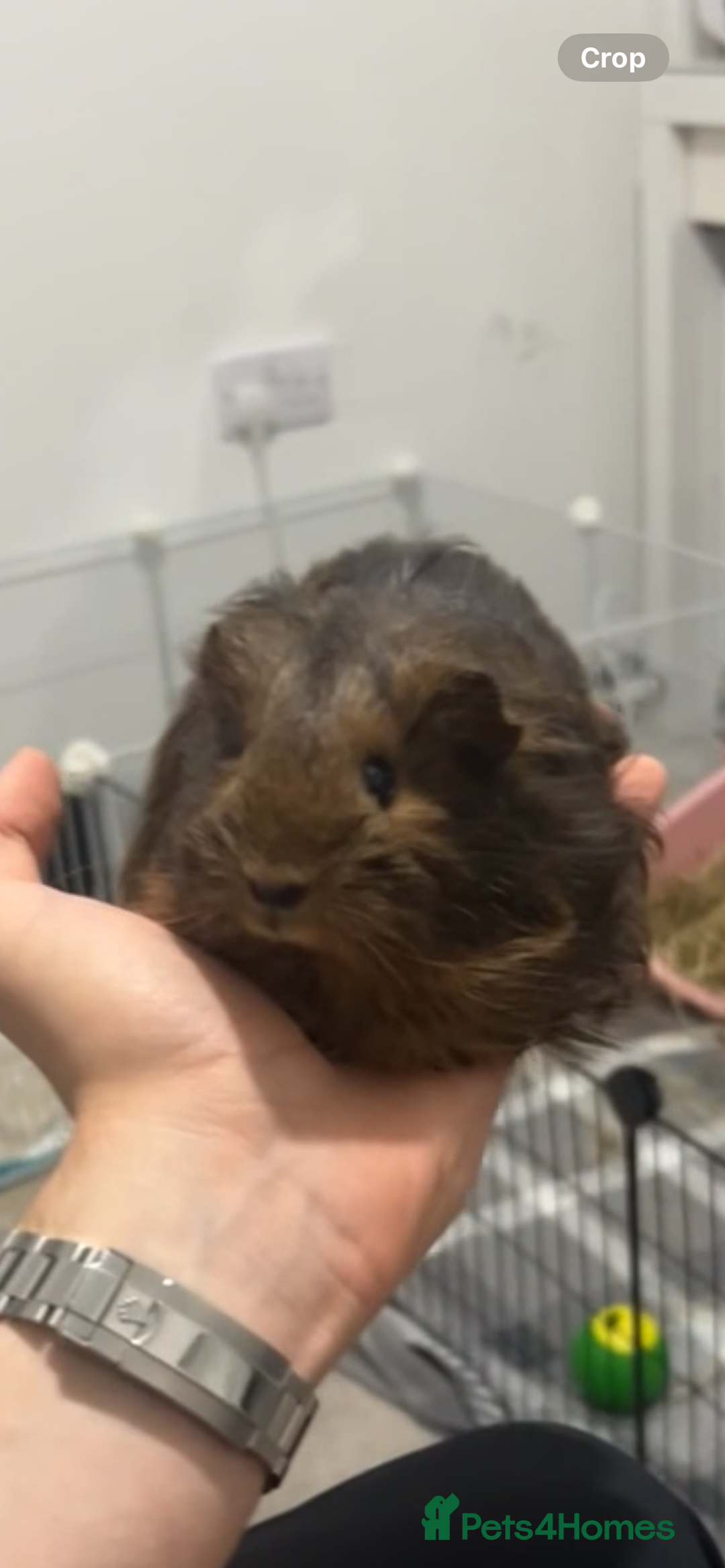 Guinea Pig rodents for sale: Beautiful sow for sale - Advert 2