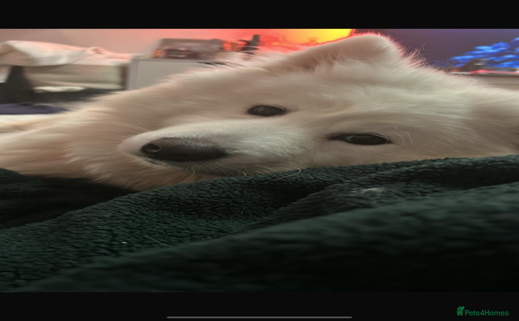 Samoyed dogs - Advert 1