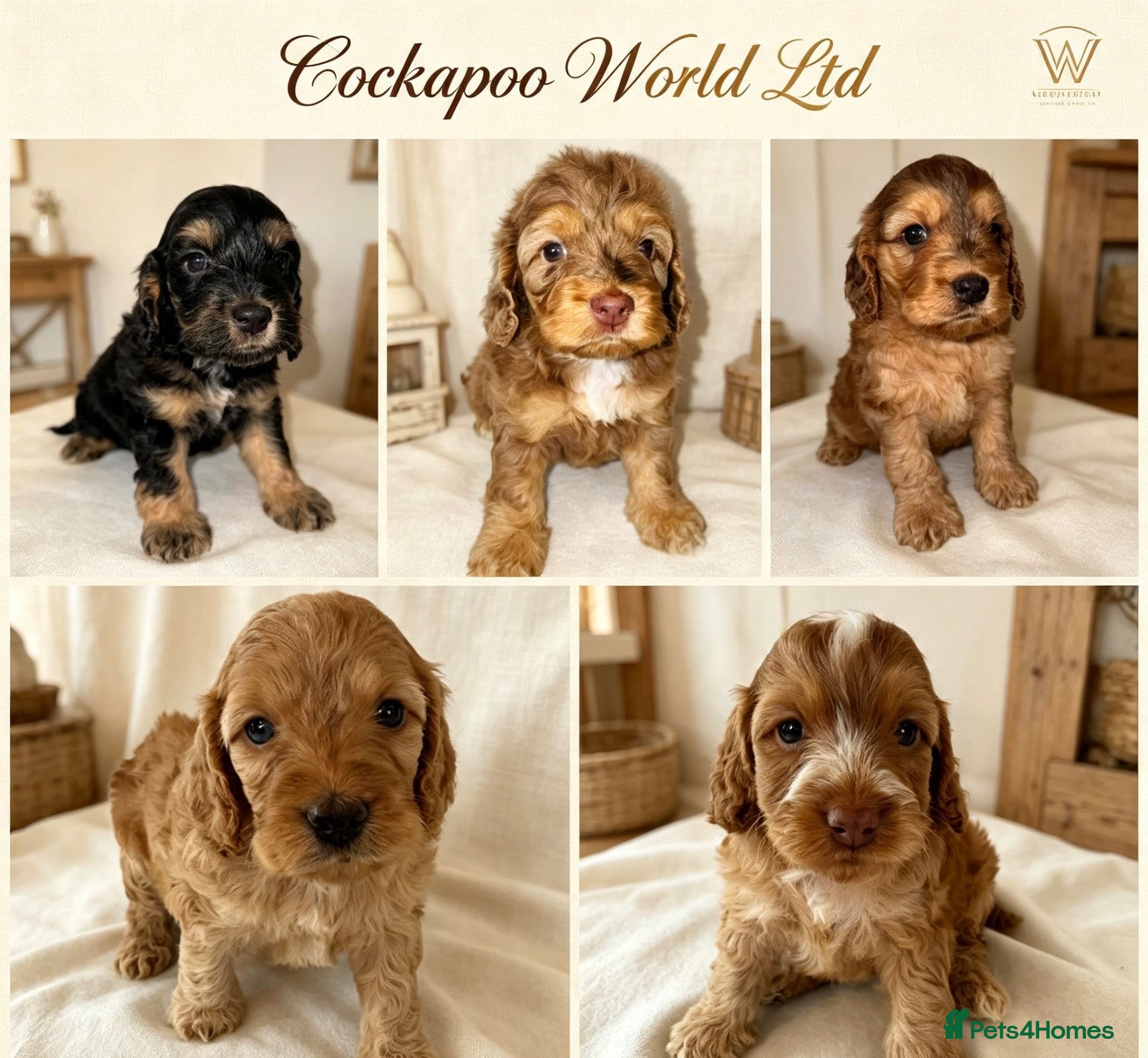 Cockapoo dogs DNA CLEAR,Stunning Cockapoos Ready 18th September  - Advert 15