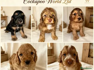 Cockapoo dogs DNA CLEAR,Stunning Cockapoos Ready 18th September - Advert 15