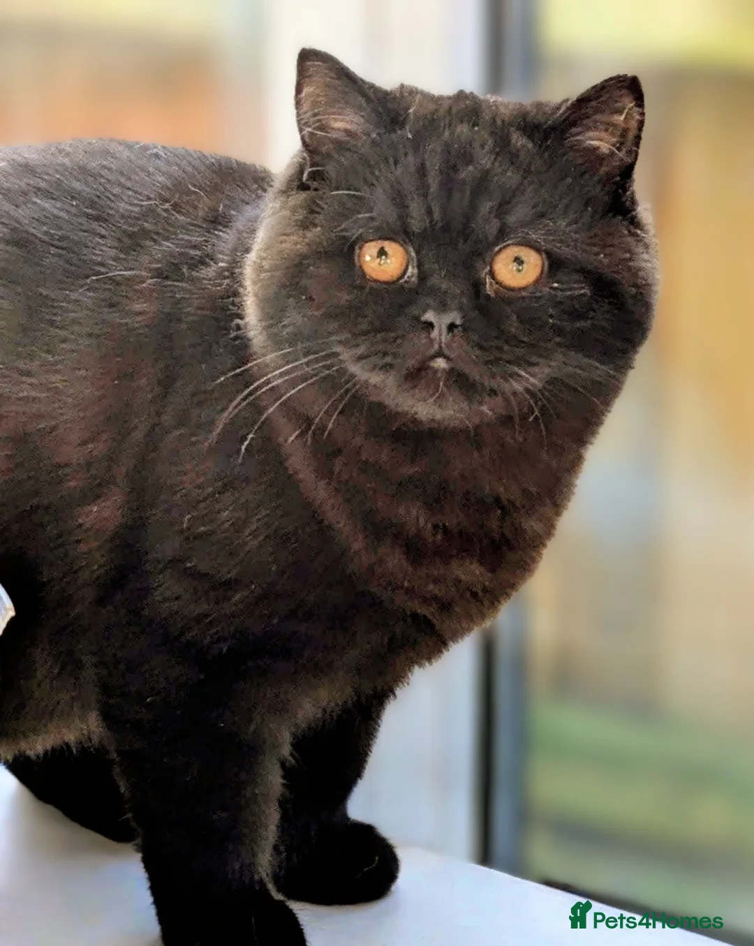 British Shorthair cats for sale: Gccf kitten. Ready now  - Advert 3