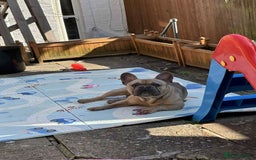 French Bulldog dogs for sale: French Bulldog.  - Image 4