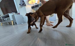 Miniature Pinscher dogs for sale: 1x Boy Miniature Pinscher - Image 5