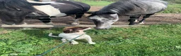 English Springer Spaniel dogs for sale: Pike, Springer Spaniel - Advert 8