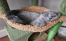 Scottish Fold cats for sale: 5 month blue Scottish Fold - Image 2