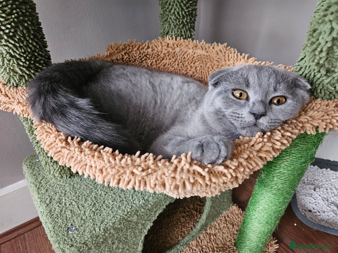 Scottish Fold cats for sale: 5 month blue Scottish Fold - Image 2