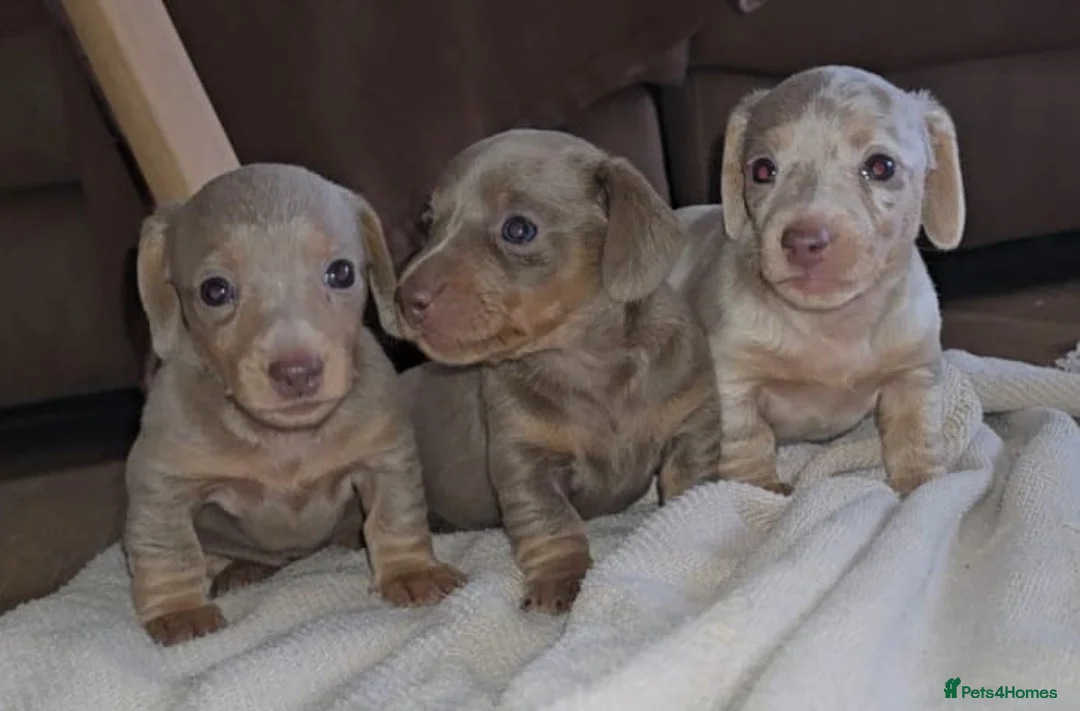Miniature Dachshund dogs for sale: 3 x Miniature Dachshund - 2 x Female & 1 x Male   - Advert 1