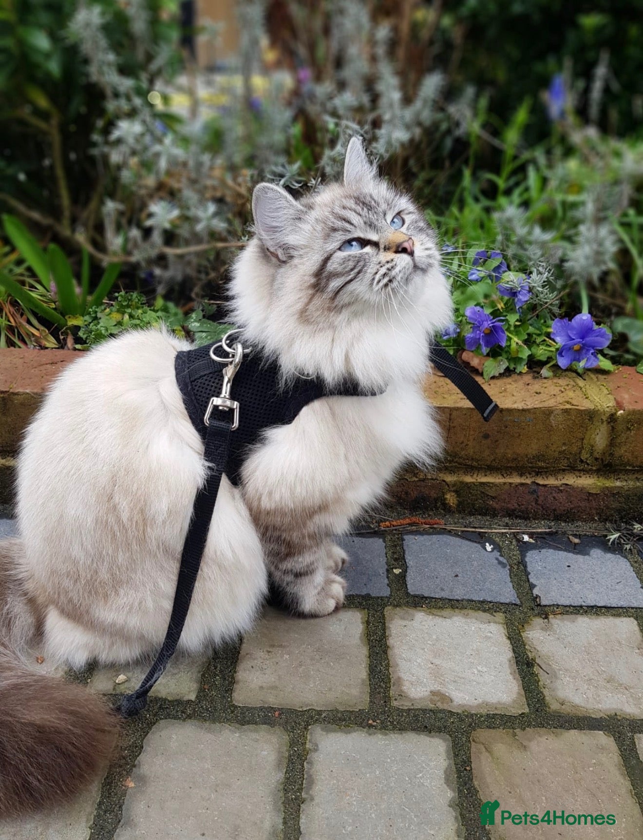 Siberian cats Beautiful Siberian Kittens (Blue eyed) - Advert 1
