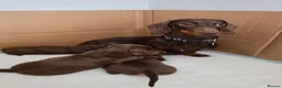 Miniature Dachshund dogs for sale: Stunning KC registered Miniature Dachshund's - Advert 6