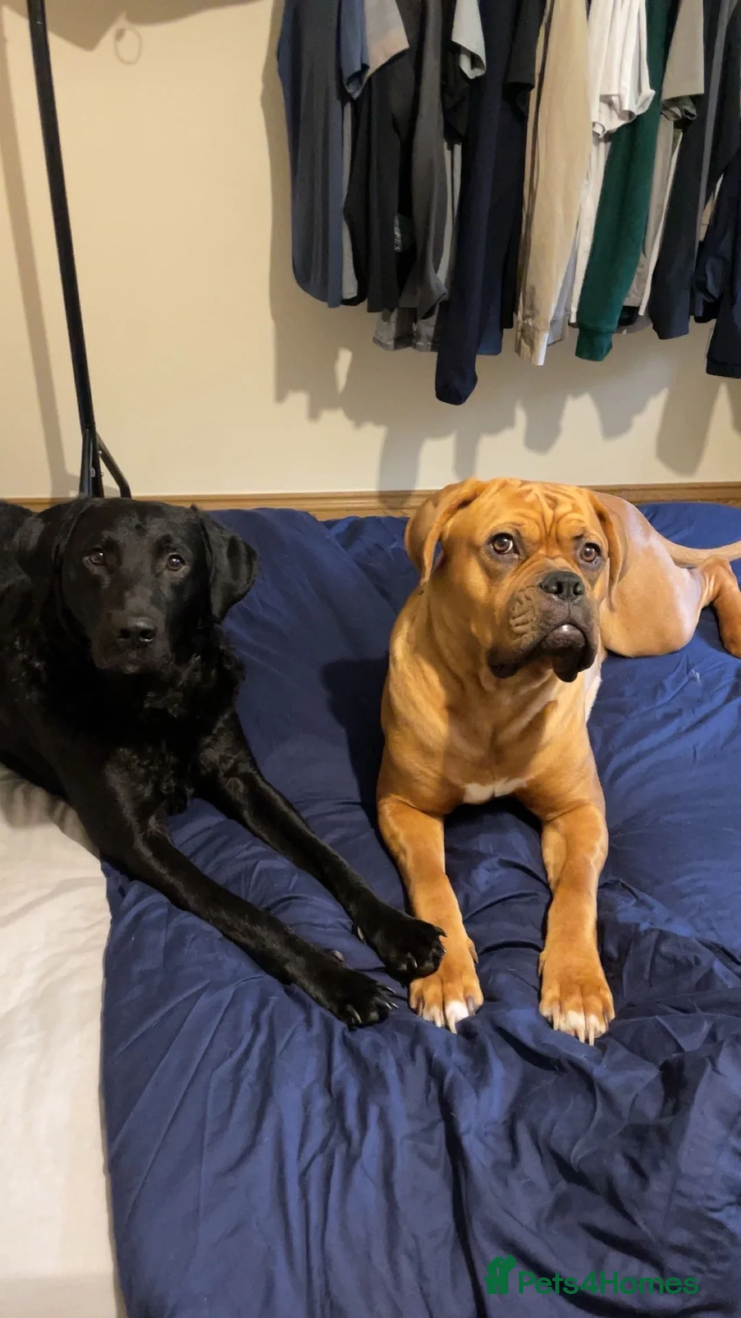 Mixed Breed dogs for sale: Dogue de Bordeaux X Borador puppies - Advert 11