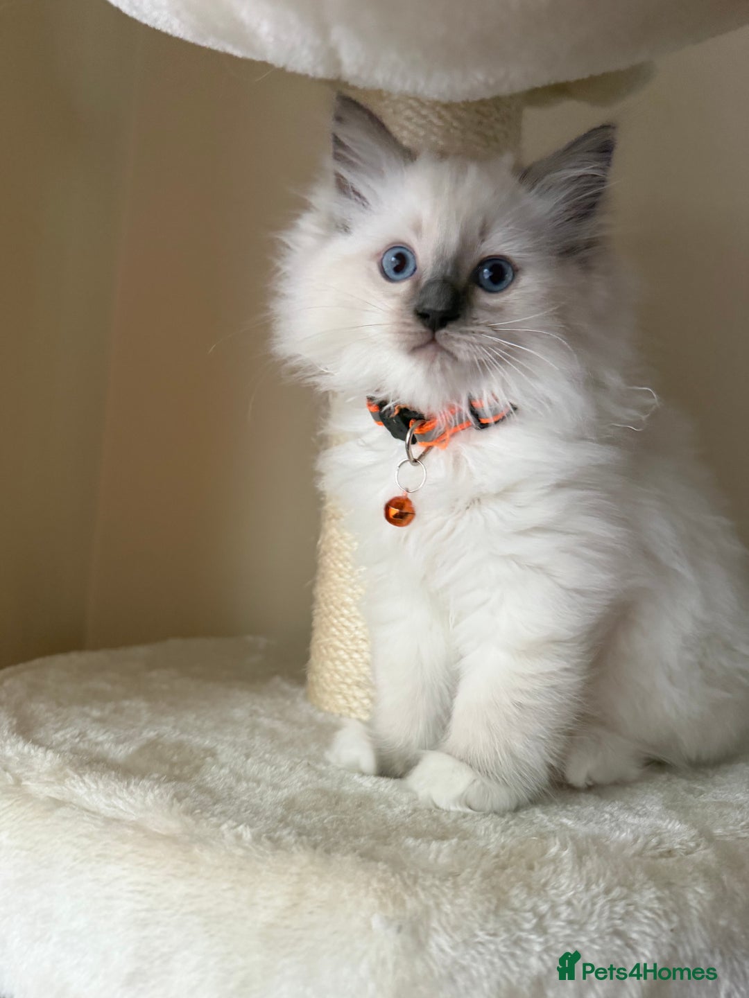 Ragdoll cats for sale: Adorable Male Ragdoll Kittens Looking forHomes! 🐾 - Image 9