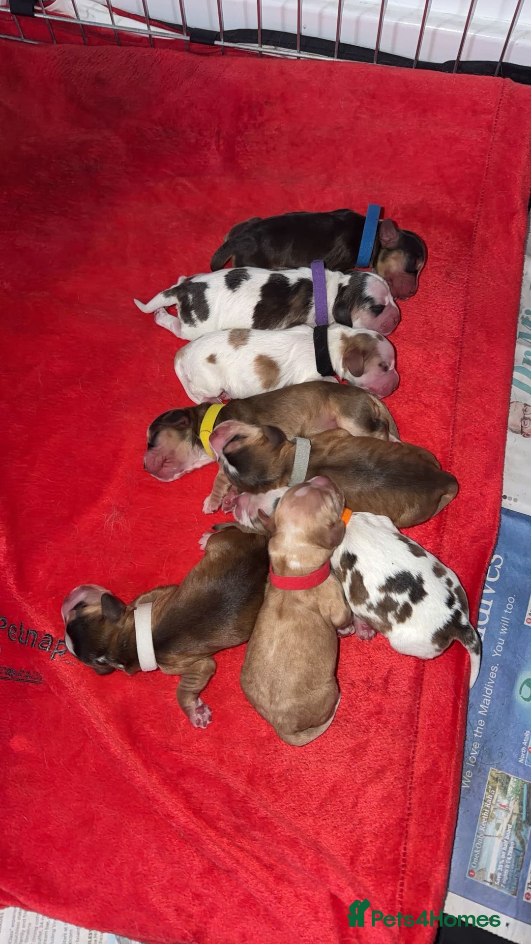 Cocker Spaniel dogs for sale: Showtype Cocker spaniel pups KC registered  - Advert 7