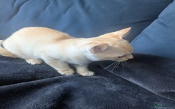 Burmese cats for sale: Burmese Red Male Kitten  - Advert 6