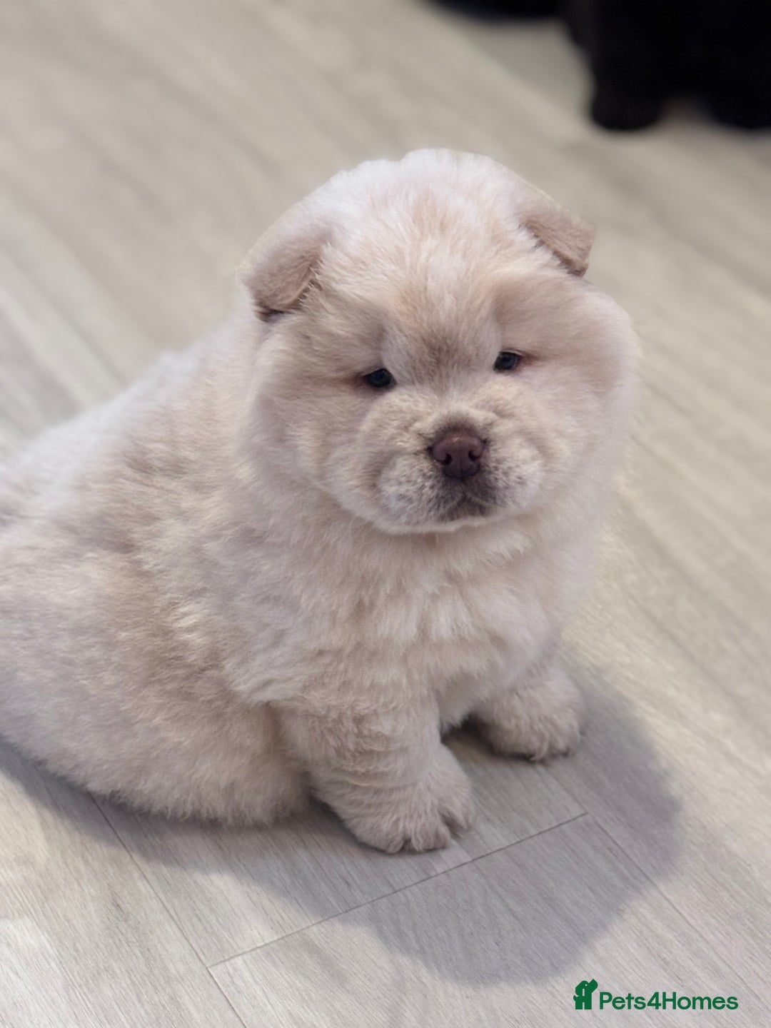 Chow Chow dogs for sale: Blue and Cream carry Tan ChowChow puppies  - Advert 8